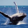 Whale watching in Mirissa can be arranged until April