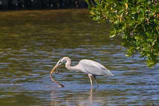 Bota safari in Muthurajawela wetlands along with the Negombo city tour