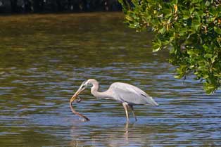 a boat safari in the Muthurajawela wetlands and complimentary Negombo city tour