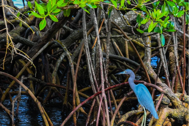 Take a boat ride in to Muthurajawela marsh with a local wildlife expert