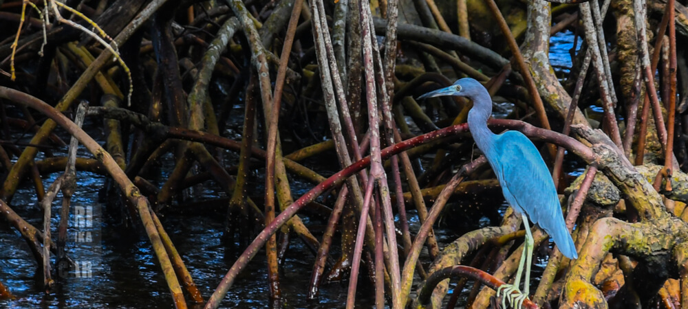 spotting birds at Muthurajawela wetland