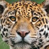 rare leopard sighting in Udawalawe national park